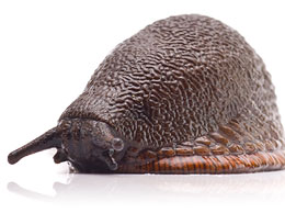 Snail