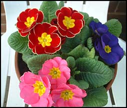 Primula
